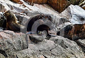 Sea lions in the Ballestas Islands 66