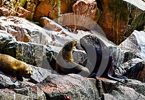 Sea lions in the Ballestas Islands 68
