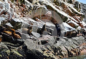 Sea lions in the Ballestas Islands 69