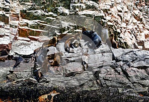 Sea lions in the Ballestas Islands 73