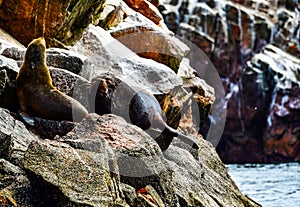Sea lions in the Ballestas Islands 74