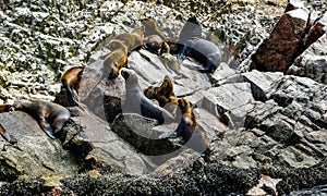 Sea lions in the Ballestas Islands 75