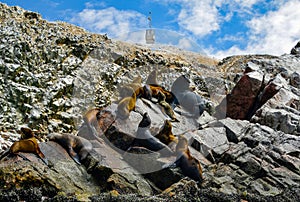 Sea lions in the Ballestas Islands 76