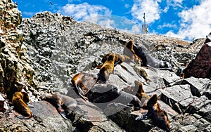 Sea lions in the Ballestas Islands 77