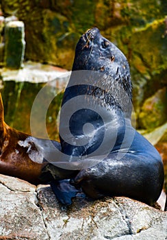 Sea lions in the Ballestas Islands 80