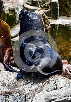 Sea lions in the Ballestas Islands 81