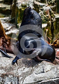 Sea lions in the Ballestas Islands 82