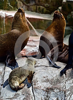 Sea lions in the Ballestas Islands 83