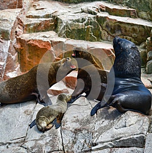 Sea lions in the Ballestas Islands 84