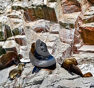 Sea lions in the Ballestas Islands 88