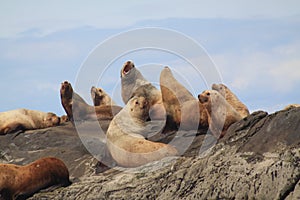 Sea Lions basking on the Belle Chain Islands, BC