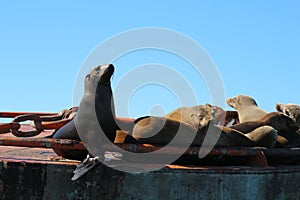 Sea lions basking in the sun on a buoy photo