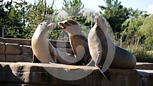 Sea lions basking in sun on rocks