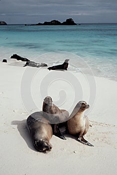 Sea Lions on beach