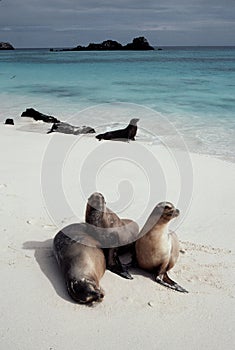 Sea Lions on beach photo