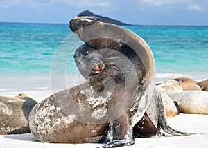 Sea lions at the beach in Galapagos