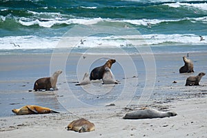 Sea lions on the beach at kangaroo island