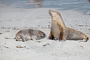 Sea lions on the beach at kangaroo island