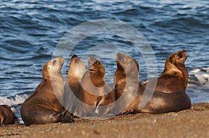 Sea Lions photo