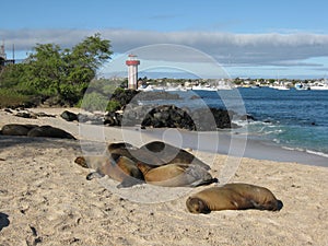 Sea lions on beach San Cristobal, Galapagos Island photo