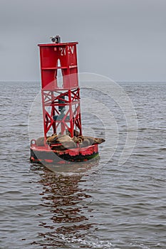 Sea lions on beacon outside Ventura harbor, Santa Cruz Island, CA, USA