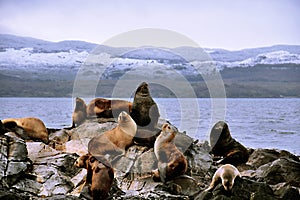 Sea lions photo