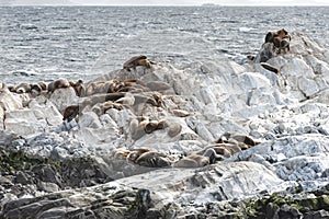 Sea lions in Beagle channel, Ushuaia, Tierra del Fuego