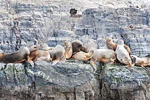 Sea lions in Beagle channel, Ushuaia, Tierra del Fuego