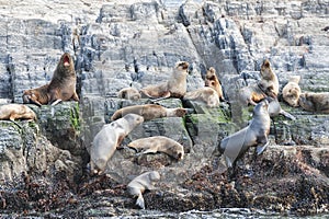 Sea lions in Beagle channel, Ushuaia, Tierra del Fuego