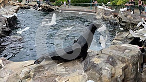 Sea Lions begging for food from a seaworld employee