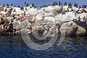 Sea lions and Brandt`s cormorants on a sea wall in the harbor of Monterey photo