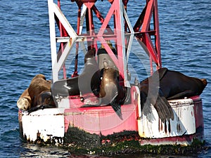 Sea Lions on Buoy