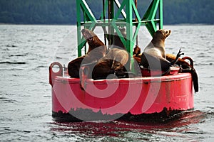 Sea Lions on a Buoy