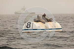 Sea lions on a buoy