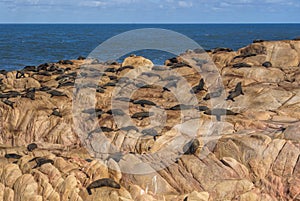 Sea lions in Cabo Polonio photo