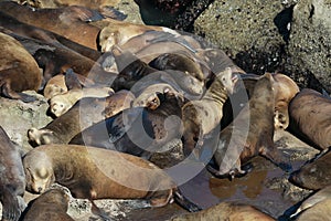 Sea Lions at Cape Arago Cliffs State Park, Coos Bay, Oregon,USA