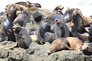 Sea Lions at Cape Arago Cliffs State Park, Coos Bay, Oregon,USA