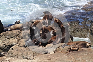 Sea Lions at Cape Arago Cliffs State Park, Coos Bay, Oregon,USA