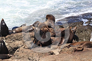 Sea Lions at Cape Arago Cliffs State Park, Coos Bay, Oregon,USA