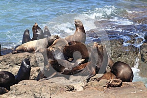 Sea Lions at Cape Arago Cliffs State Park, Coos Bay, Oregon,USA