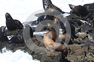 Sea Lions at Cape Arago Cliffs State Park, Coos Bay, Oregon,USA