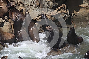 Sea Lions at Cape Arago Cliffs State Park, Coos Bay, Oregon,USA