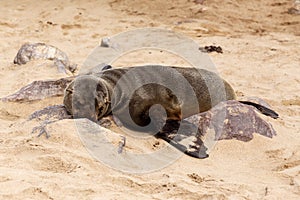 Sea lions in Cape Cross, Namibia, wildlife