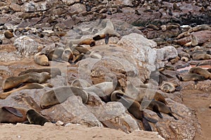Sea lions in Cape Cross, Namibia, wildlife