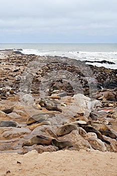 Sea lions in Cape Cross, Namibia, wildlife