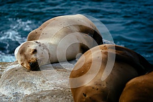 Sea lions on cliffs overlooking the Pacific Ocean