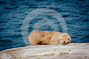 Sea lions on cliffs overlooking the Pacific Ocean