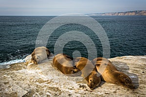 Sea lions on cliffs overlooking the Pacific Ocean, in La Jolla,