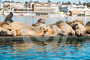 Sea lions close up.  Seal colony at Morro Bay, California