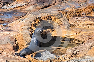 Sea Lions Colony along a Coastline in South Island, New Zealand